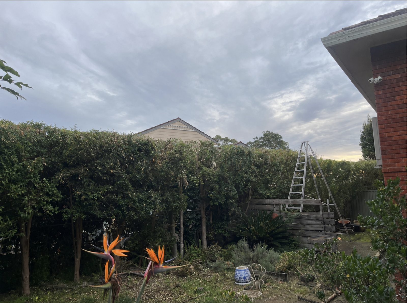 After — Large overgrown hedge reduced and reshaped in Lindfield