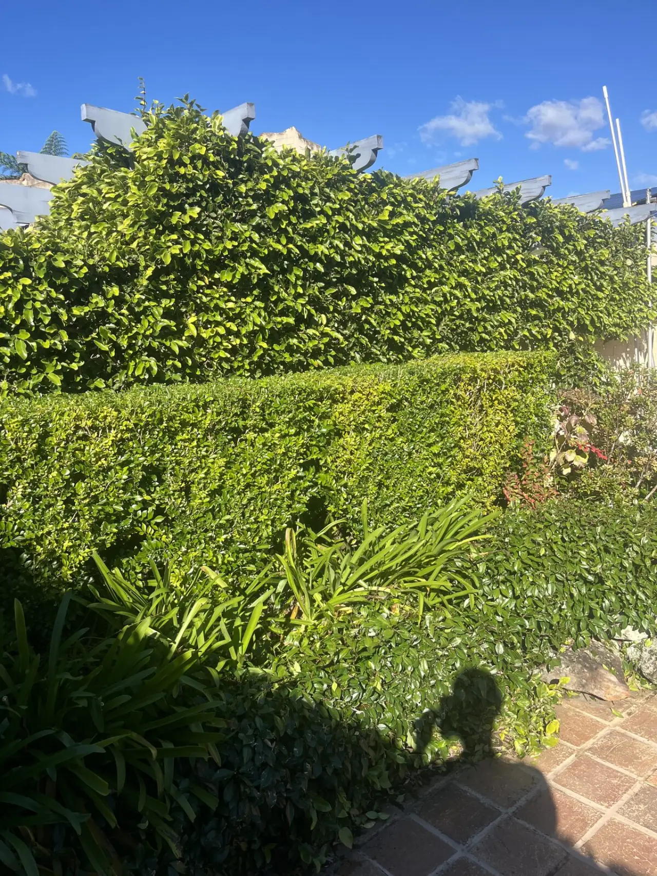 After hedge trimming in Lindfield