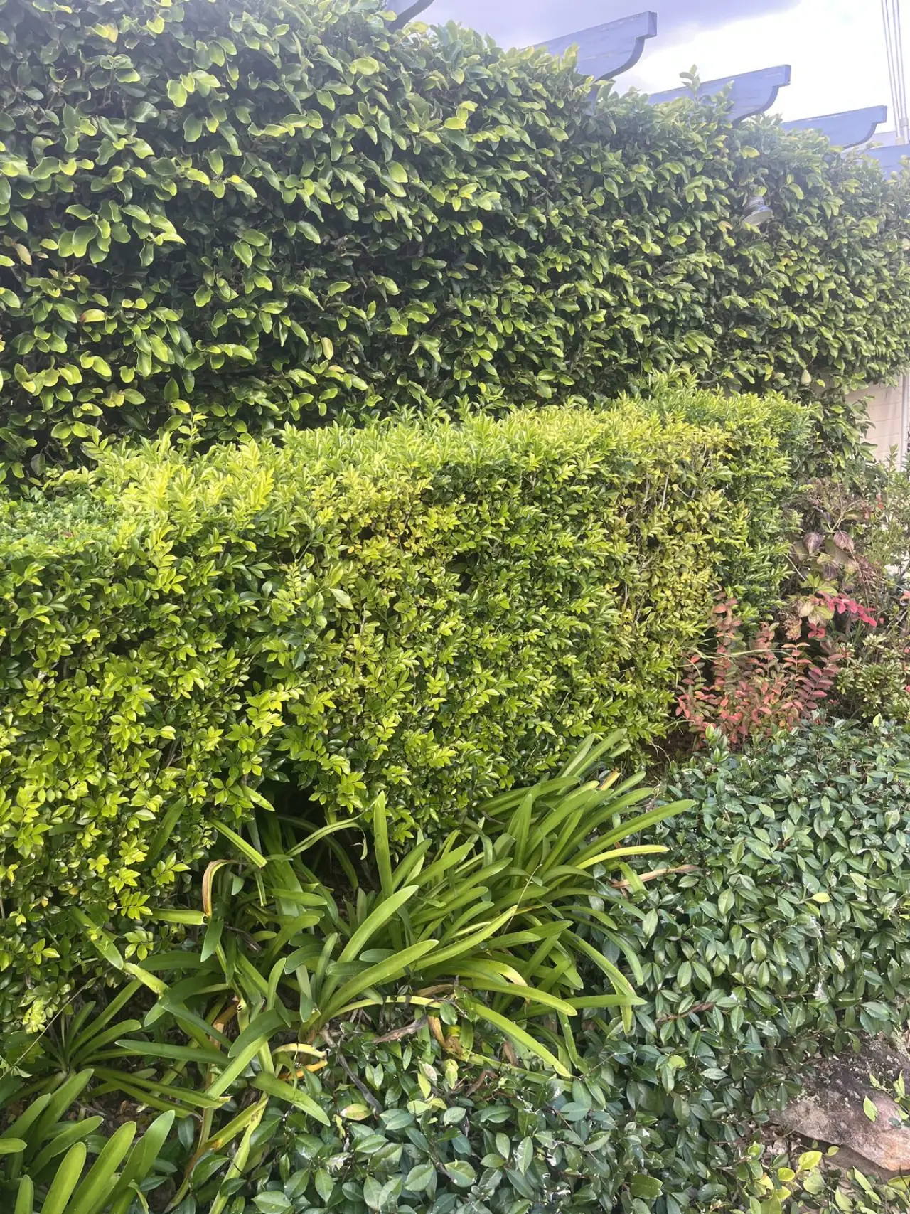 Before hedge trimming in Lindfield
