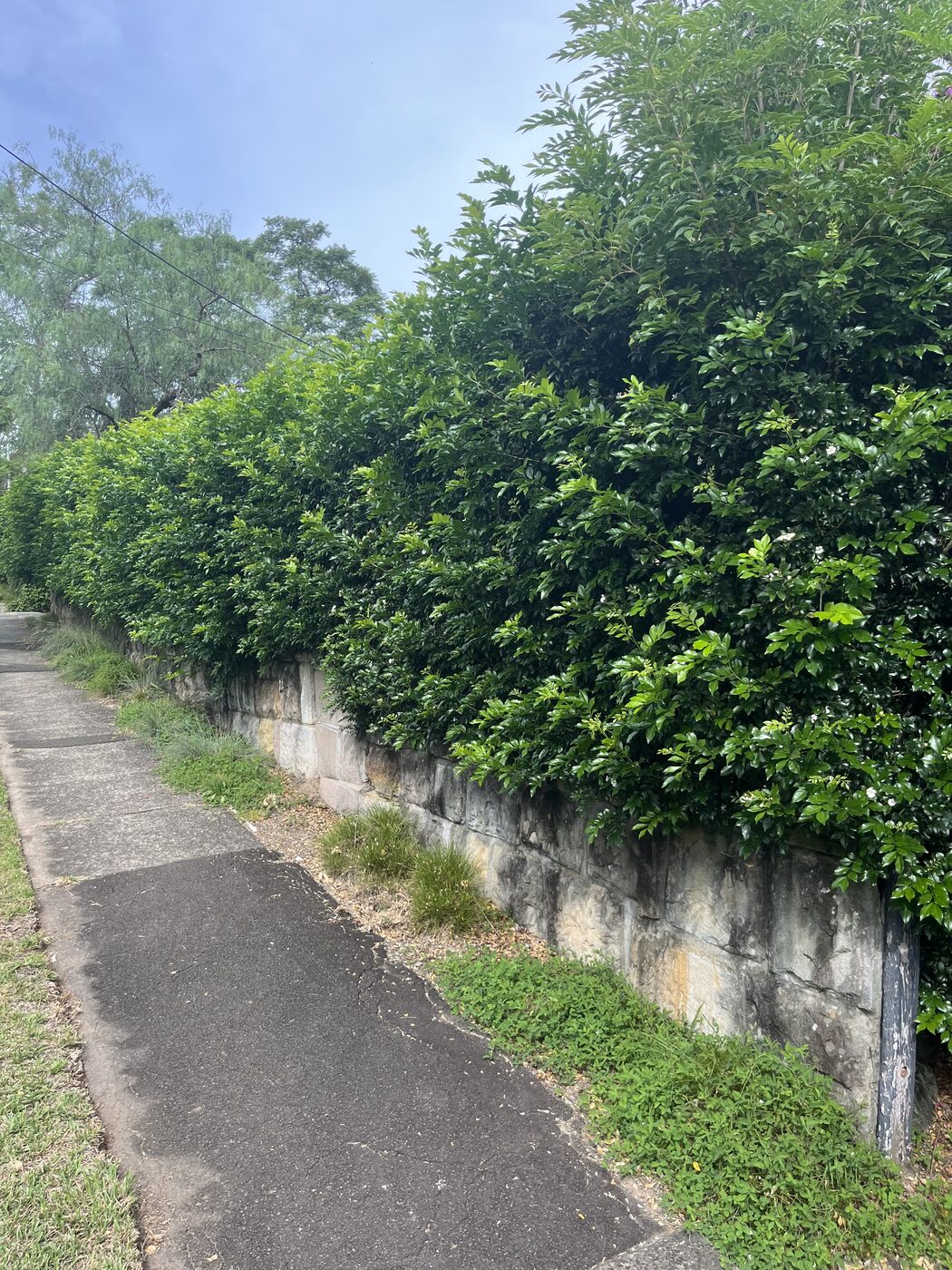 Before — Street hedge along sandstone wall
