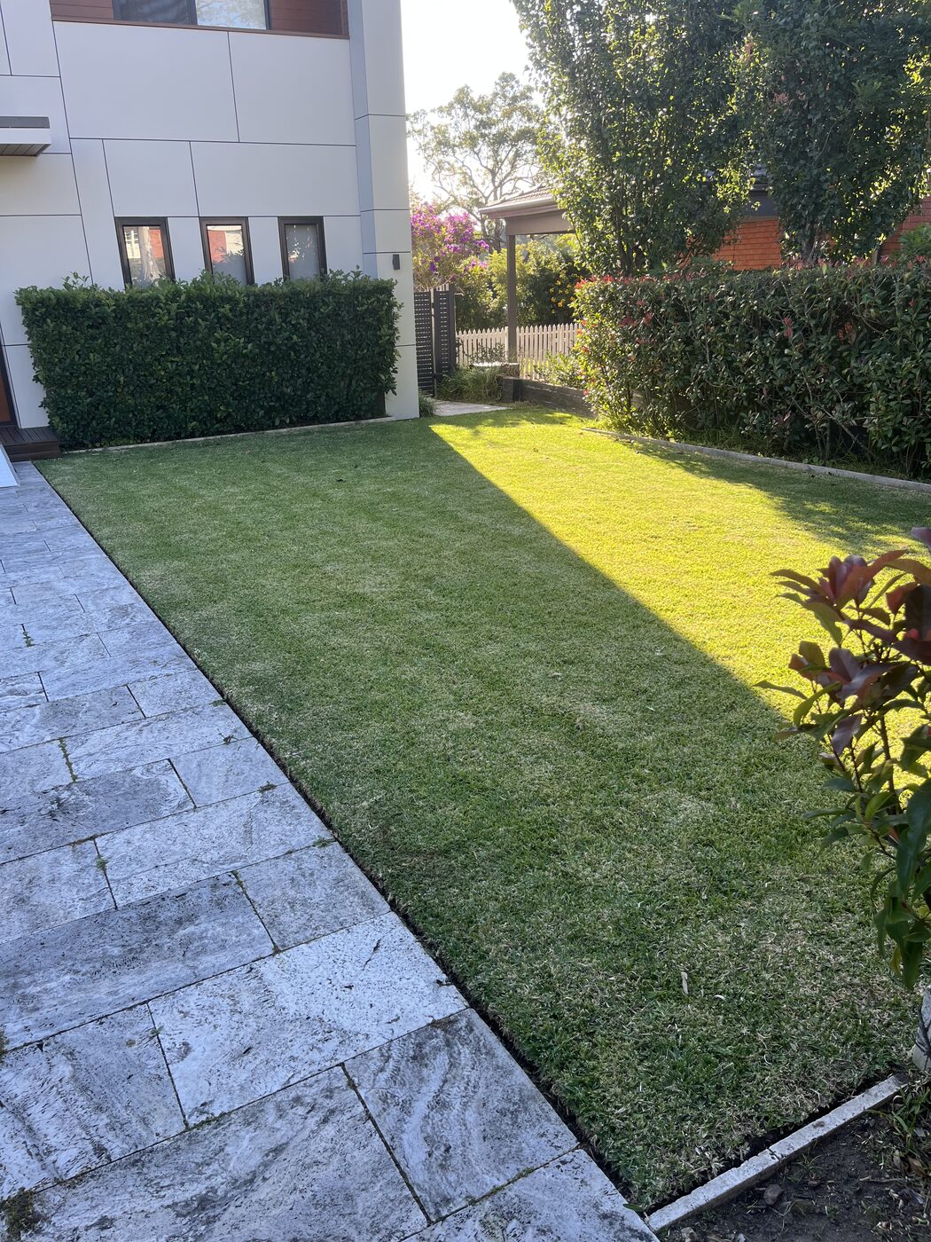 After — Front garden hedge under flowering tree