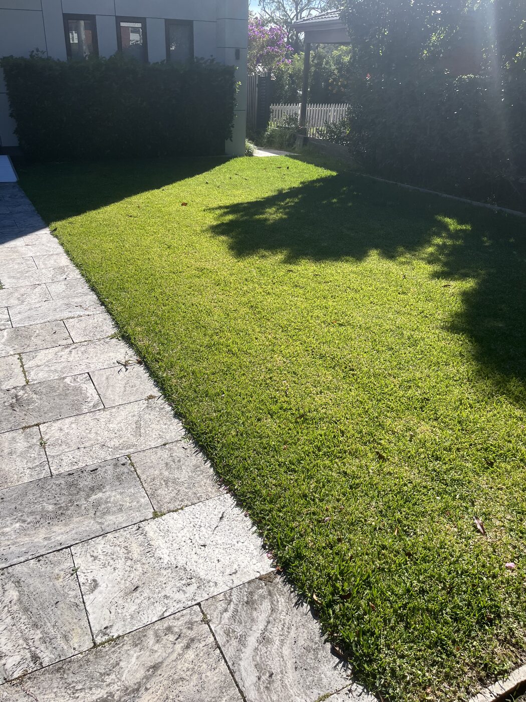 Before — Front garden hedge under flowering tree