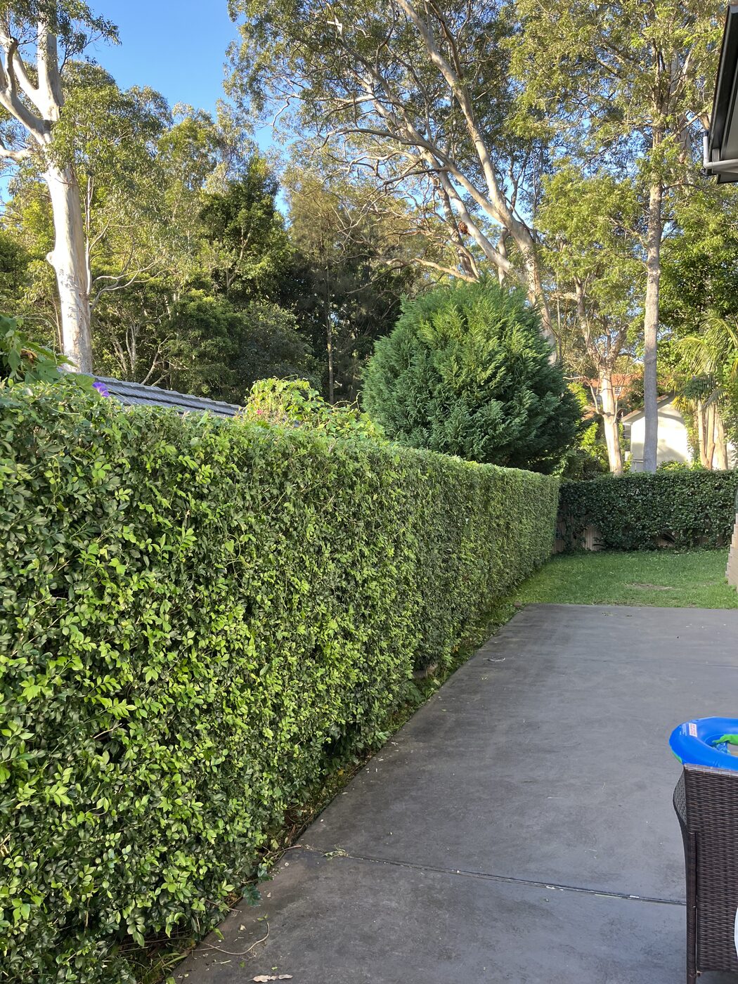 After — Driveway hedge trim