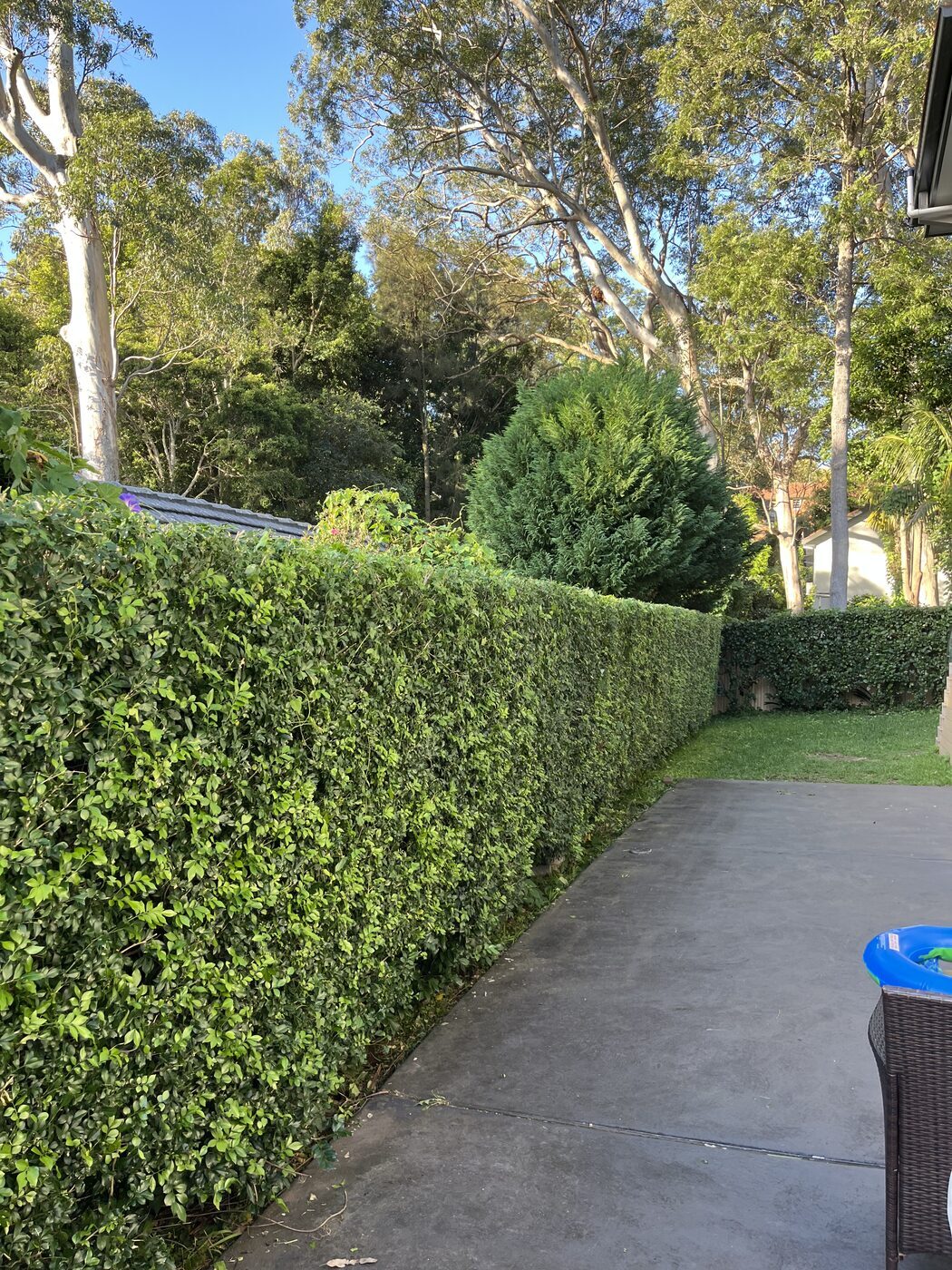 After — Driveway hedge trim