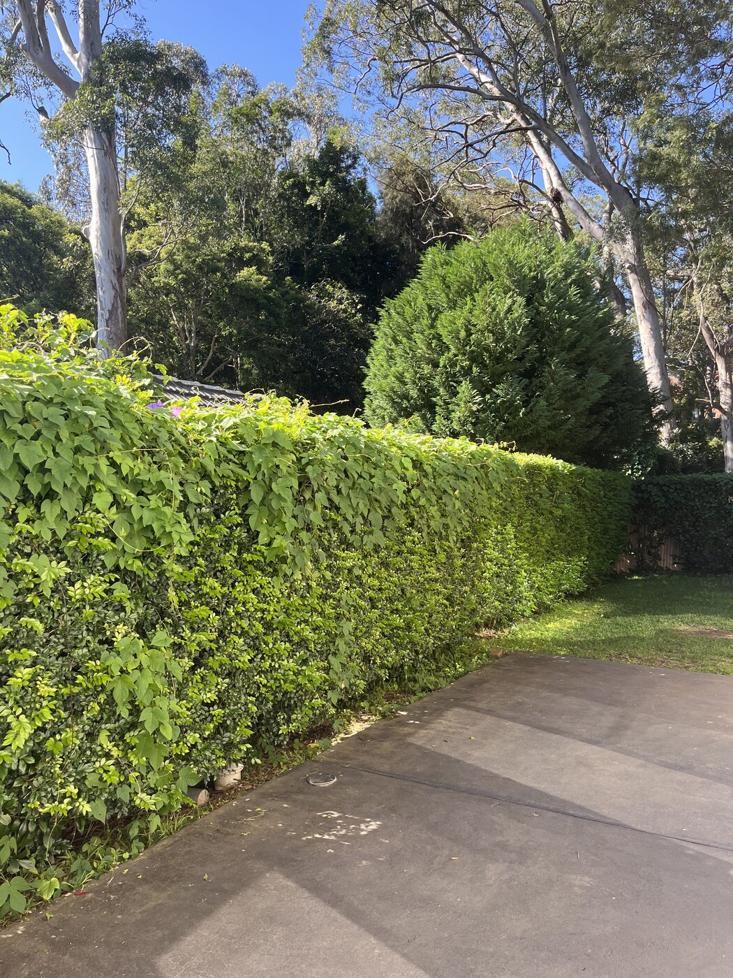 Before — Driveway hedge trim