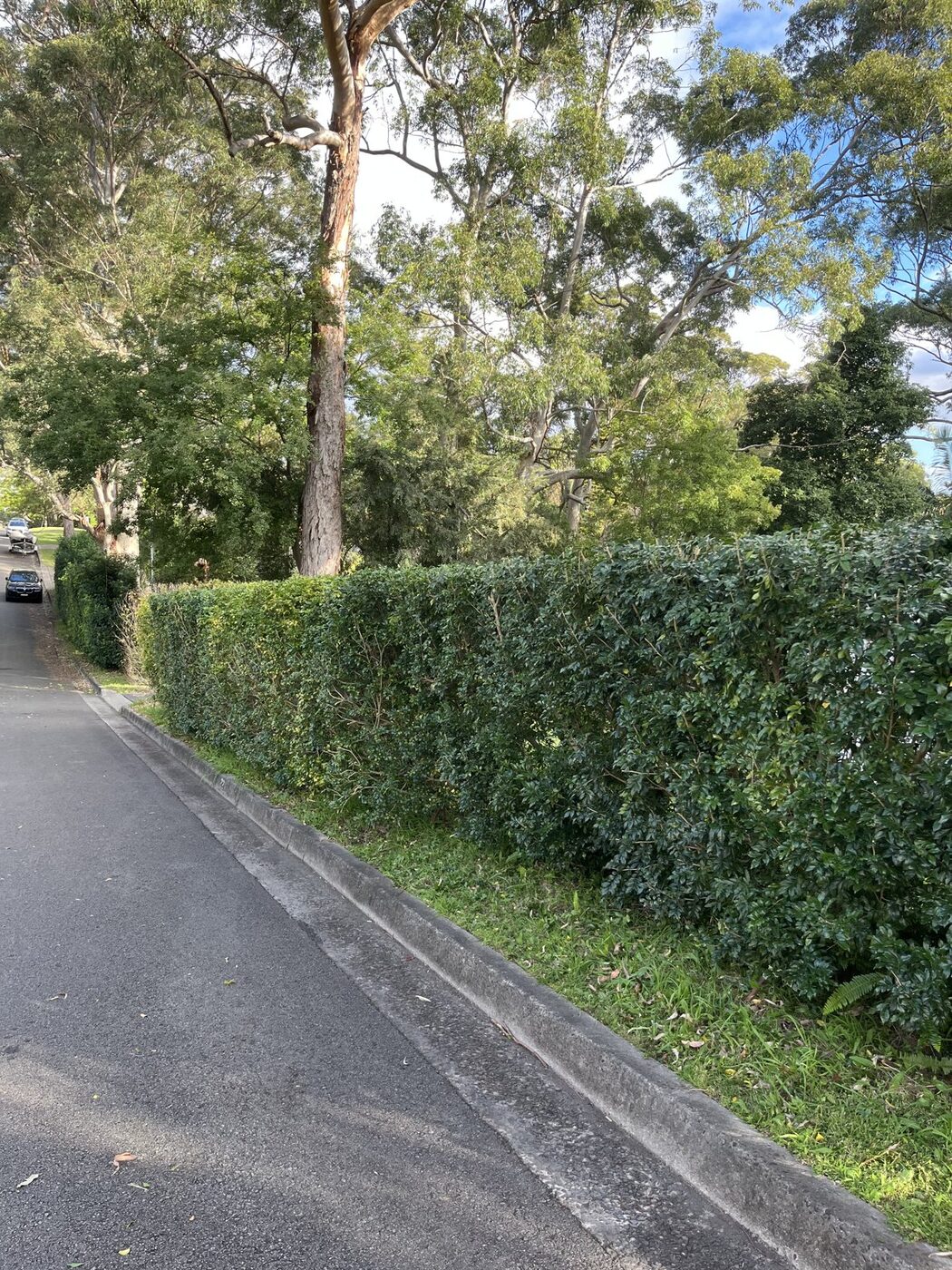 After — Roadside hedge tidy-up under gum trees