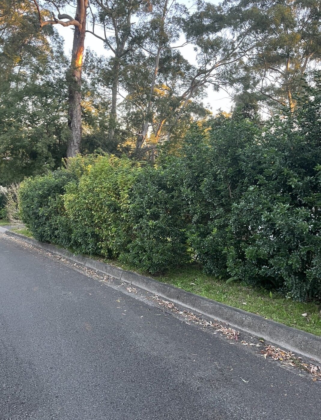 Before — Roadside hedge tidy-up under gum trees