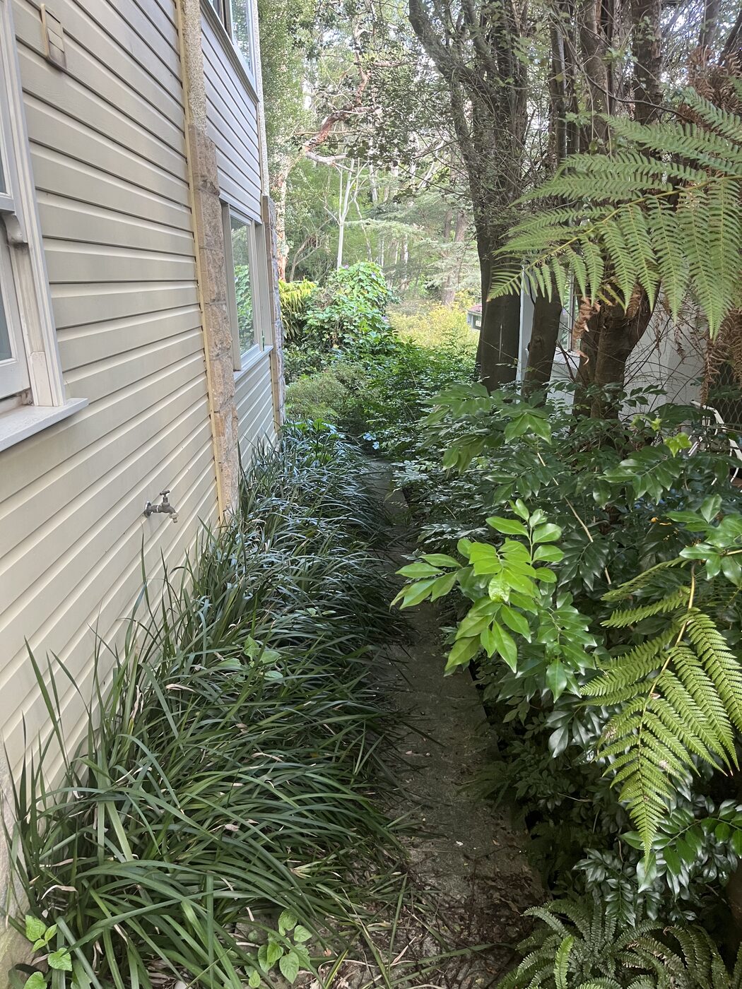 Before — Front lawn mow