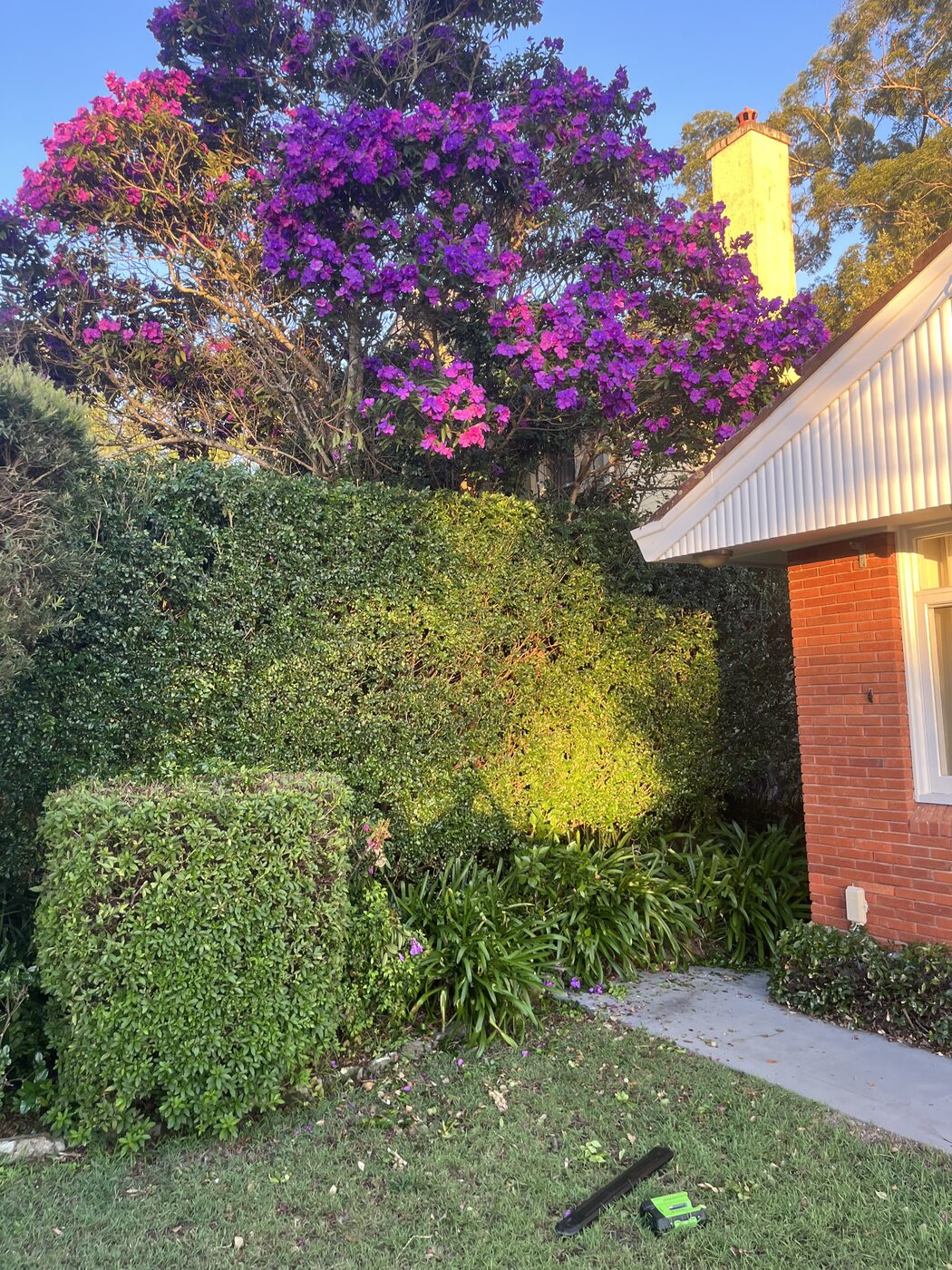 After — Side path garden clean-up