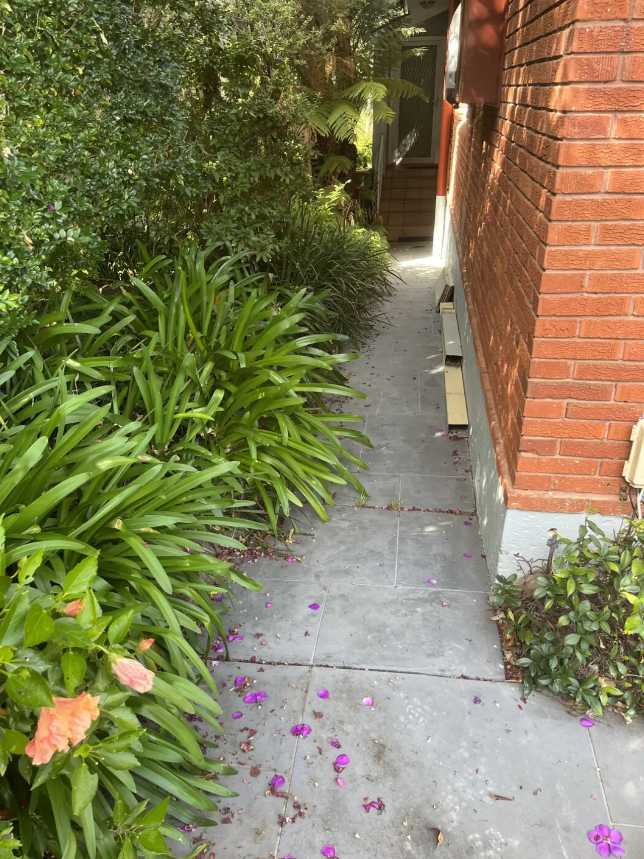 Before garden tidy up in Killara