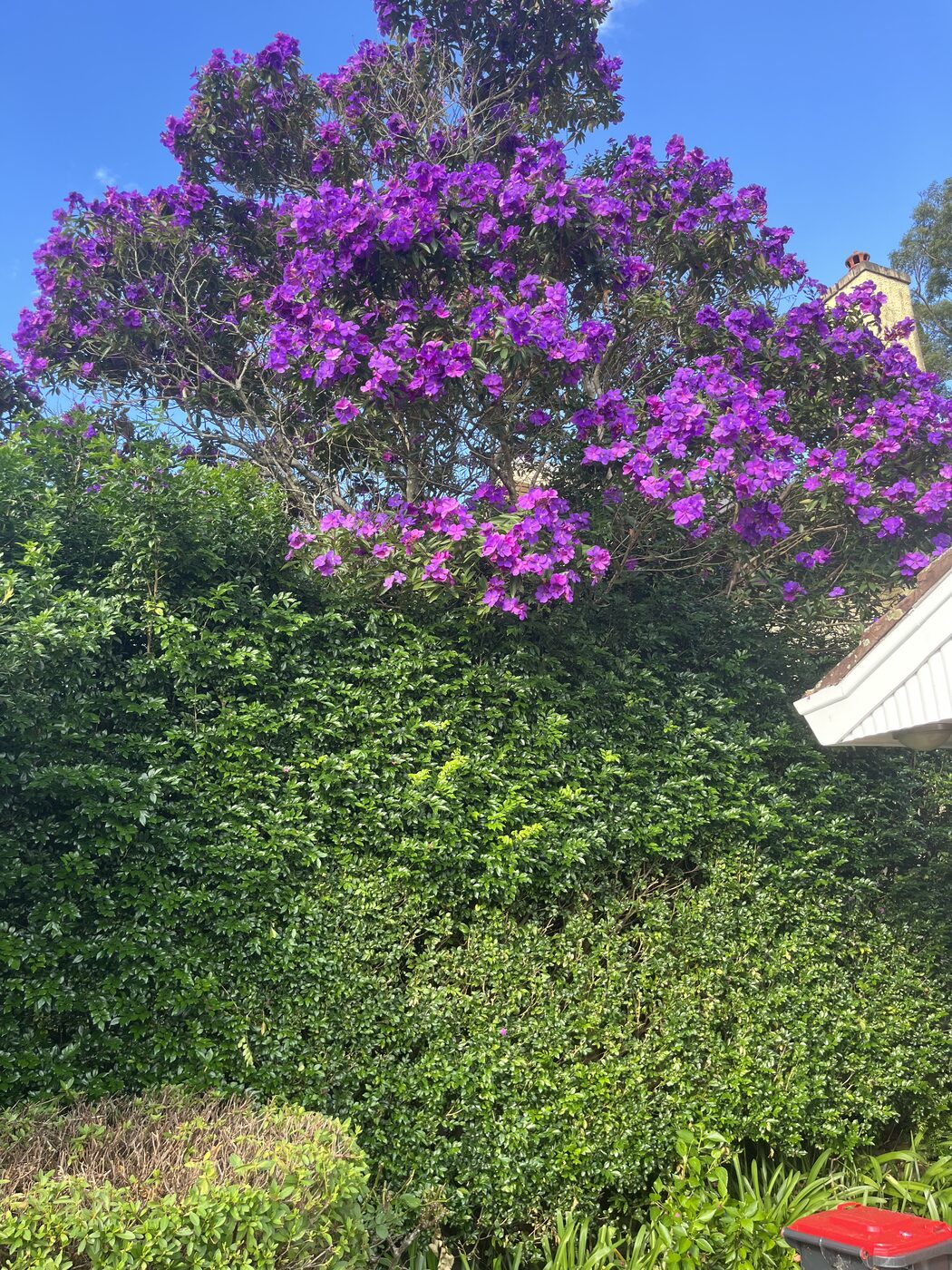 Before — Side path garden clean-up