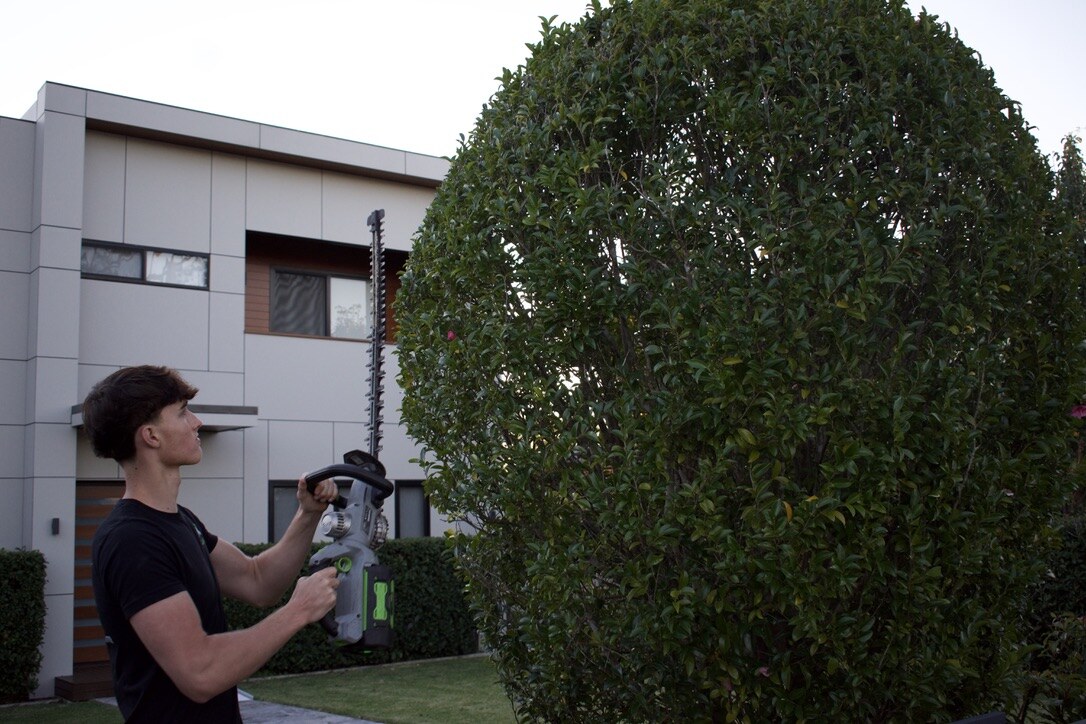 Max inspecting hedge shape before trimming