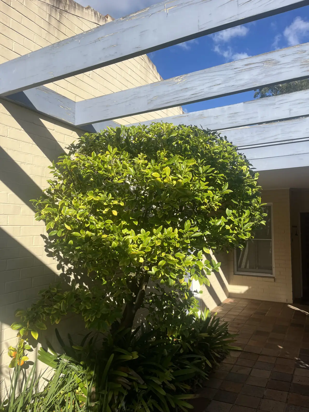 After tree shaping in Killara