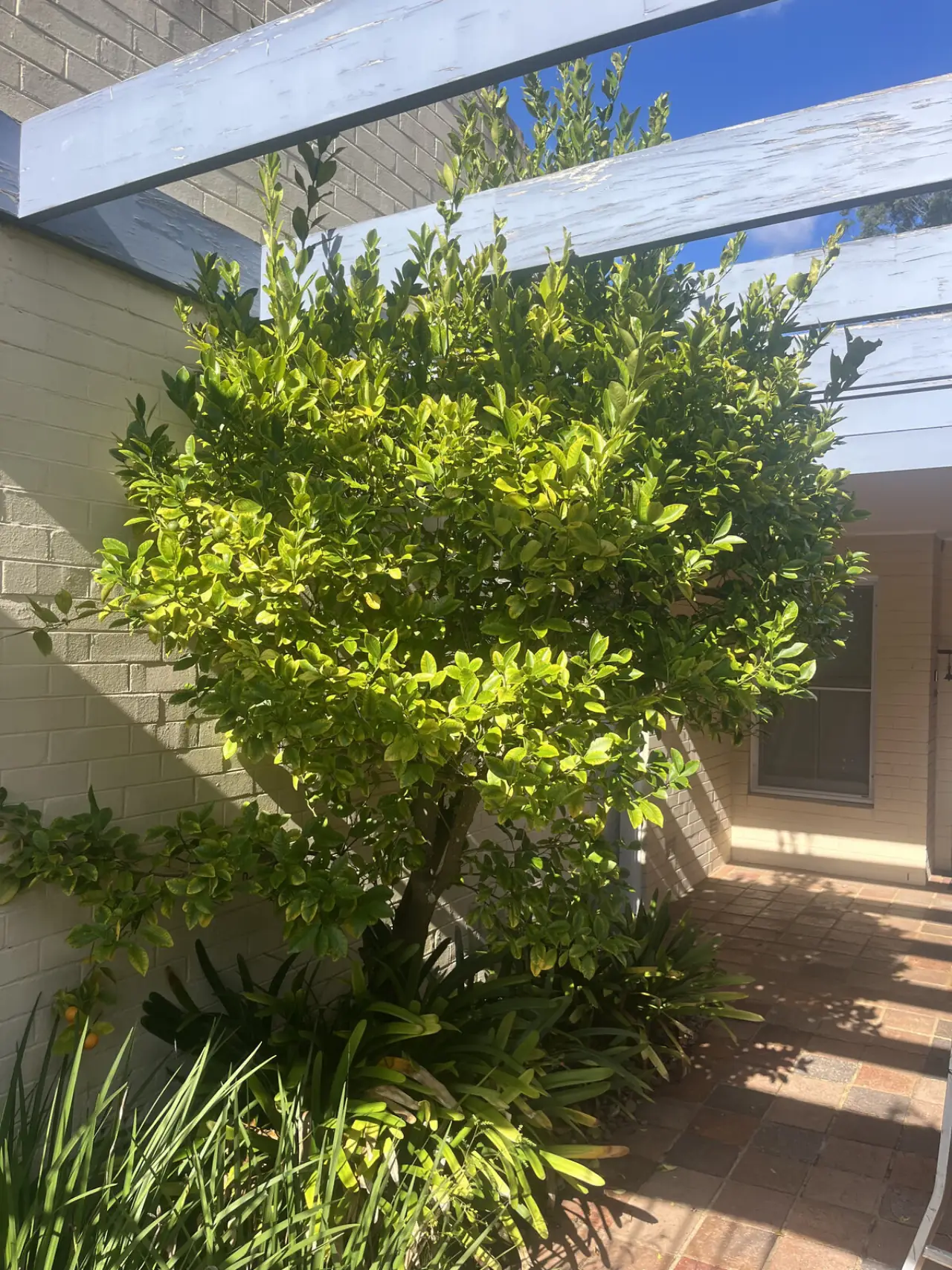 Before tree shaping in Killara